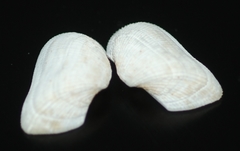 Arcopsis solida