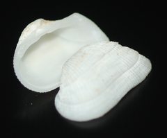 Arcopsis solida