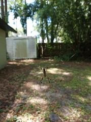 Trichonephila clavipes image