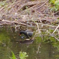 Gallinula chloropus