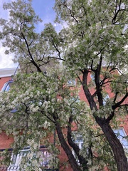 Robinia pseudoacacia
