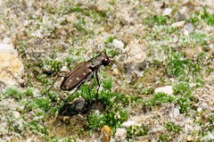 Cicindela ocellata