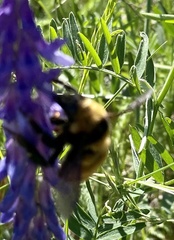 Bombus borealis