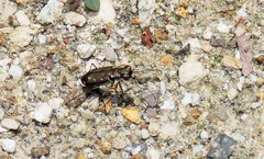 Cicindela ocellata