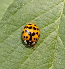 Harmonia axyridis