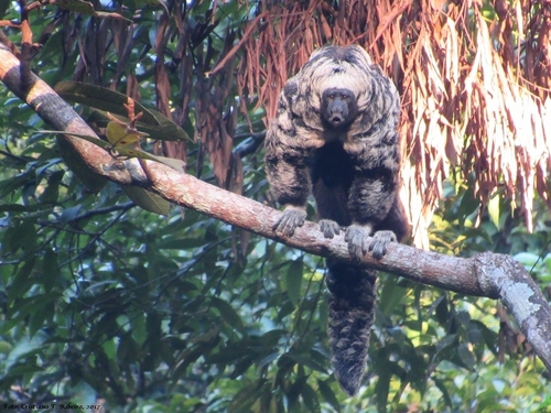 Gray's Bald-faced Saki