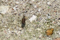 Cicindela ocellata