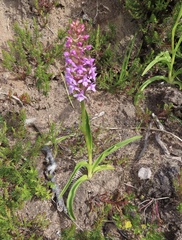 Gymnadenia borealis