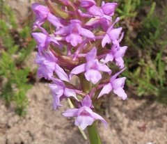 Gymnadenia borealis