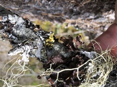 Vulpicida canadensis