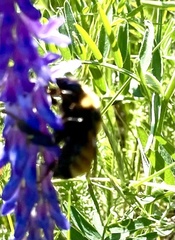 Bombus borealis