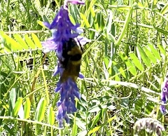 Bombus borealis
