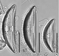Amphora minutissima