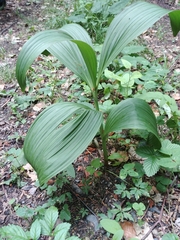 Veratrum nigrum
