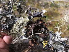 Vulpicida canadensis