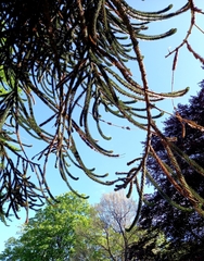 Araucaria araucana