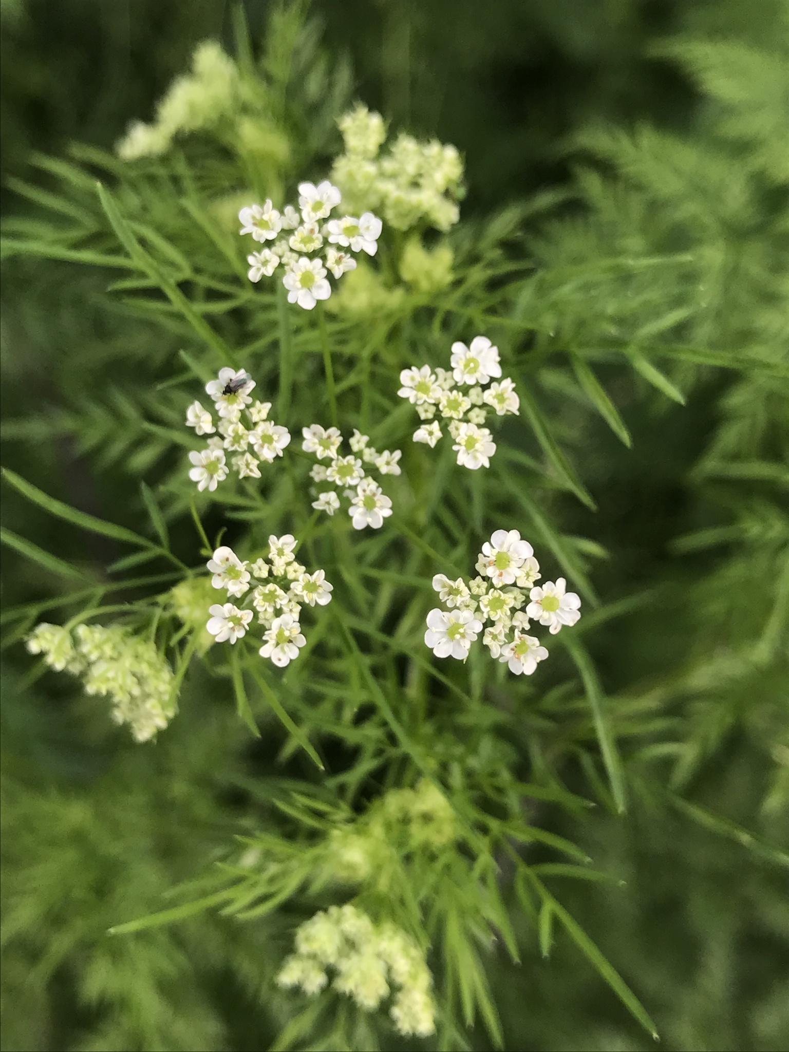 Chaerophyllum bulbosum