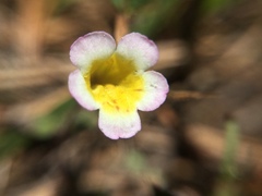 Erythranthe trinitiensis