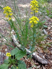 Erysimum odoratum
