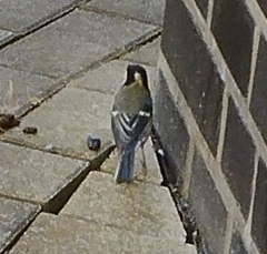 Parus major