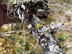 Vulpicida canadensis