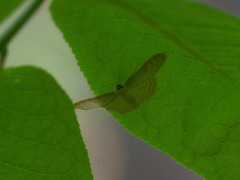 Scopula floslactata