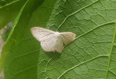 Scopula floslactata