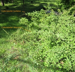 Cotoneaster obscurus