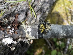 Vulpicida canadensis