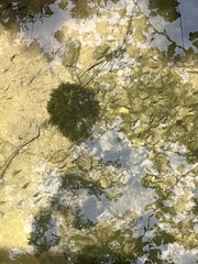 Fissidens fontanus