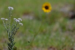 Dimorphocarpa candicans