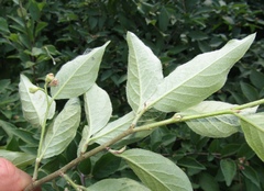 Cotoneaster obscurus