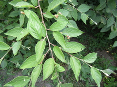 Cotoneaster obscurus