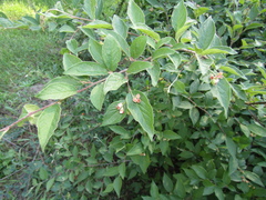 Cotoneaster obscurus