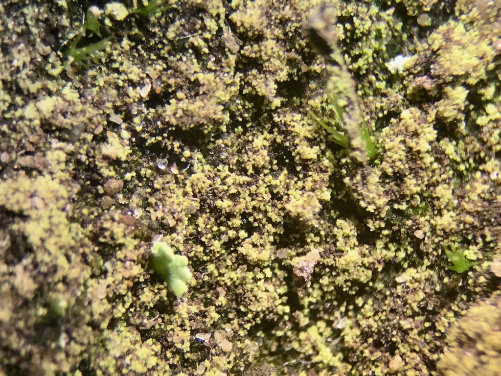 Placynthiella dasaea
