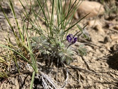 Lupinus pusillus