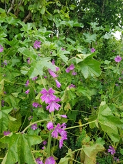 Malva sylvestris