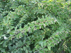 Cotoneaster zabelii