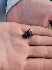 Archophileurus cribrosus