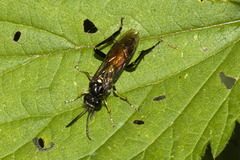 Macrophya militaris