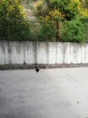 Watsonarctia deserta