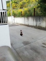 Watsonarctia deserta