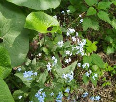 Brunnera sibirica
