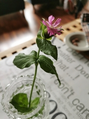 Silene dioica
