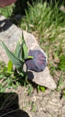 Fritillaria latifolia