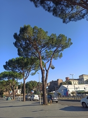 Pinus pinea