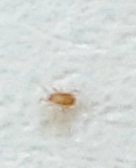 Tyrophagus putrescentiae