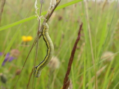 Lycia zonaria
