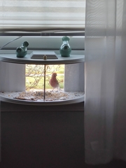 Haemorhous mexicanus