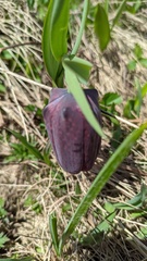 Fritillaria latifolia
